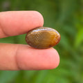 Natural Sulemani Aqeeq, (Agate) gemstone Weight: 16.40 carat